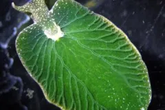 A bright-green sea slug with a black background. 