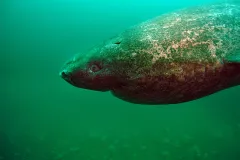An episode of the Encyclopedia of Life's "One Species at a Time" podcast focused on the Greenland shark. 