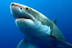 Researcher Greg Skomal answers students' questions about Great White Sharks.