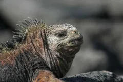 A marine iguana looks off in the distance. 
