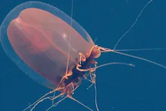 The red paper lantern jellyfish is the focus of the latest podcast One Species at a Time, by the&nbsp;Encyclopedia of Life.&nbsp;Vacuumed up from its habitat a mile down in the ocean, the red paper lantern jelly may not look like much. Mostly water, it’s