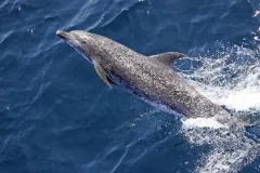 Aerial view of an Atlantic spotted dolphin jumping out of the water. 