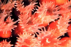 A close-up image of red coral polyps. 