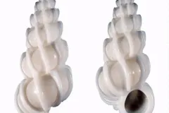 Image of two white sea shells with spirals. 