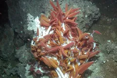 Red and white riftia worms living in a deep-sea vent. 
