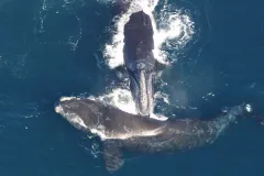 Listen to what happens when researchers in a tiny boat are surrounded by huge North Atlantic Right Whales.