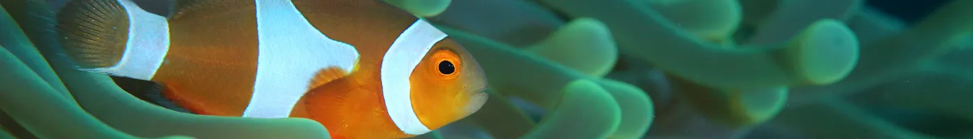An orange and white striped clownfish sits in an anemone. 