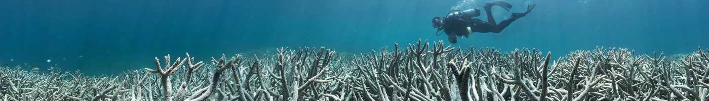 Bleached white coral as far as the eye can see. 
