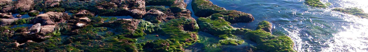 Rock on the ocean coast covered with green algae. 