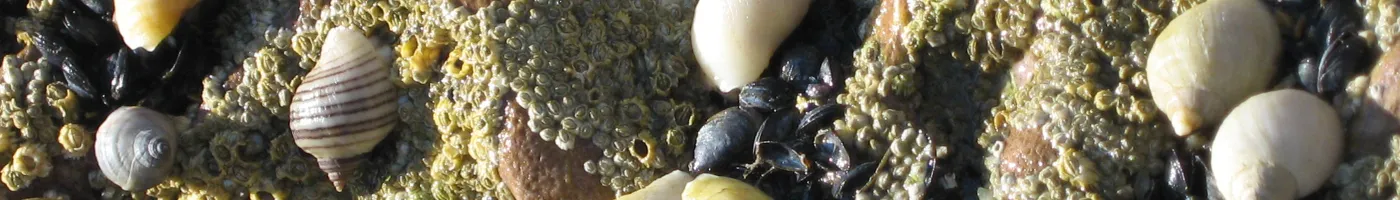 Close up image of small seashells laying in the sand. 