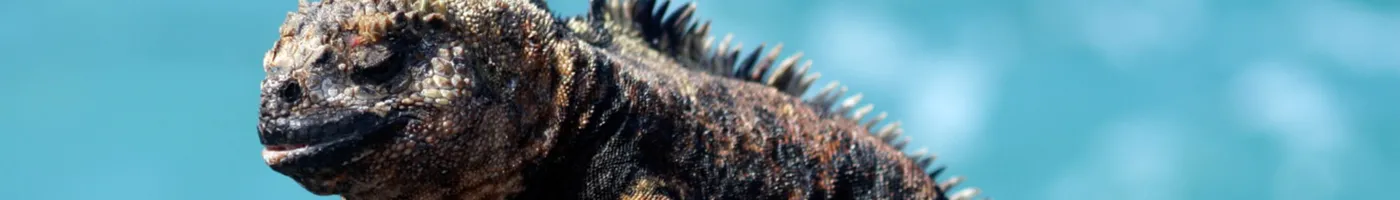 Face of a Galapagos lizard. 