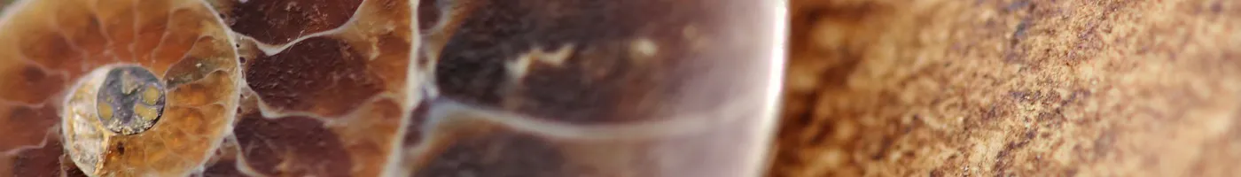 Close up image of an ammonite fossil shell. 
