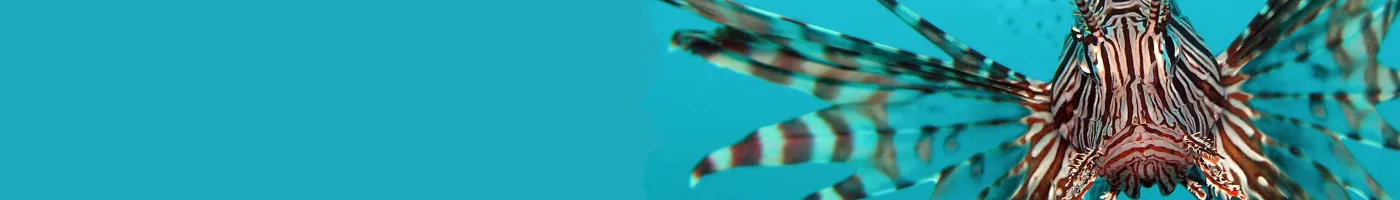 Close up of lionfish face. 