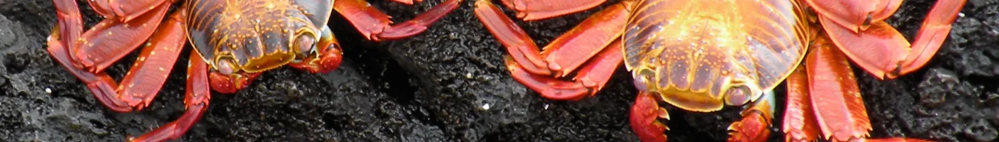 Two red crabs sit on the beach. 