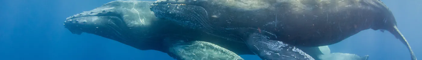 A mother and calf humpback whale swim in ocean. 