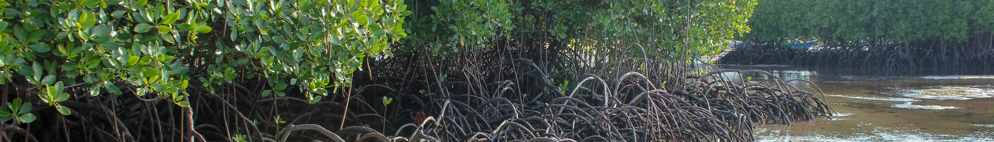 Mangroves