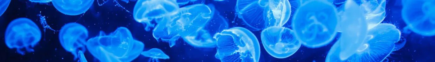 Translucent jellyfish in the ocean