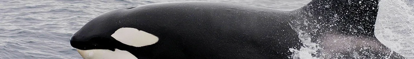 A side view of a black and white orca. 
