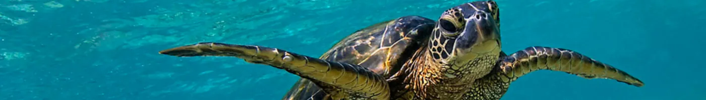 A sea turtle face as the reptile swims in the ocean.