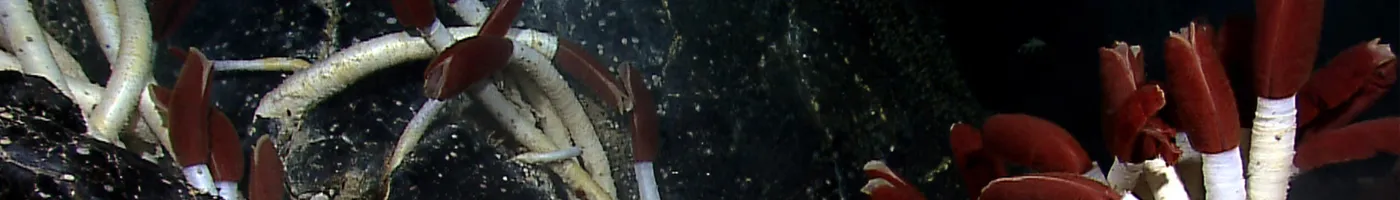 White and red tube worms reach up from the deep sea floor. 
