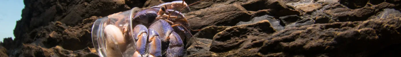 A hermit crab on the shore with a plastic cup for a shell.