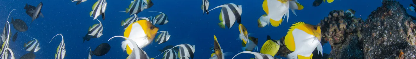 Colorful fish swim in blue water.