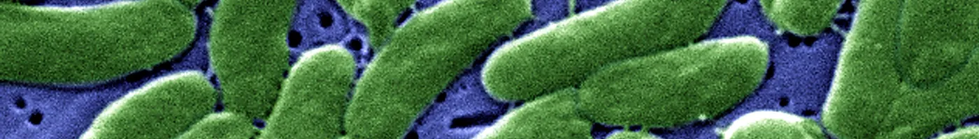 colored vibrio bacteria