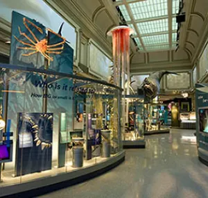 An image of the Sant Ocean Hall at the National Museum of Natural History