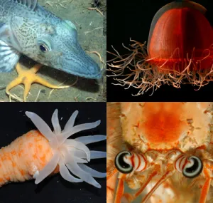 Four images of creatures found by the Census of Marine Life. 