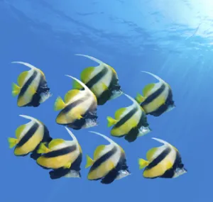 A school of angelfish swimming in blue water. 