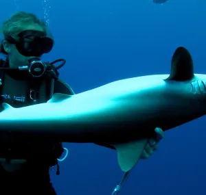 Madison Stewart diving with a shark.