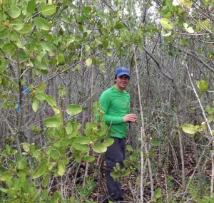 Kyle Cavanaugh standing in a patch of mangroves. 
