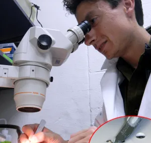 Eduardo Zattara looks into a microscope.