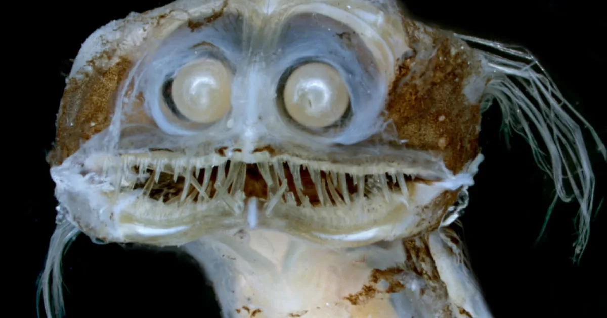 Así es el pez telescopio abisal que vive a 2000m de profundidad