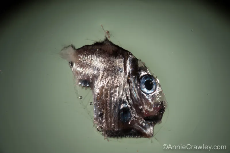 Hatchetfish photographed moments after being pulled from the deep sea in the Oozeki net trawl. These small, silvery fish have large eyes to collect any sunlight that reaches the deep sea. Even in the deep, they are not immune to human impacts; the research