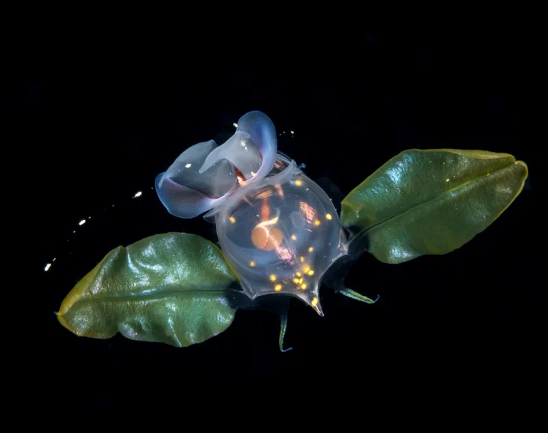 a sea butterfly with leaf like wings