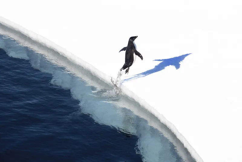 A small Adélie penguin hops on a piece of ice. 