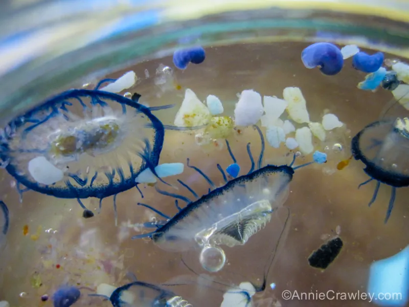 Tiny jellies in a petri dish. 