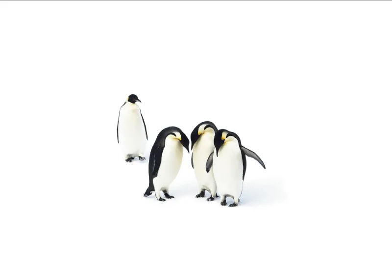Emperor penguins are the largest of the penguin species and can grow to be 100 pounds.