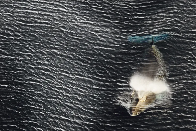 The Antarctic minke whale is the only baleen whale found in the icy waters of the Antarctic.