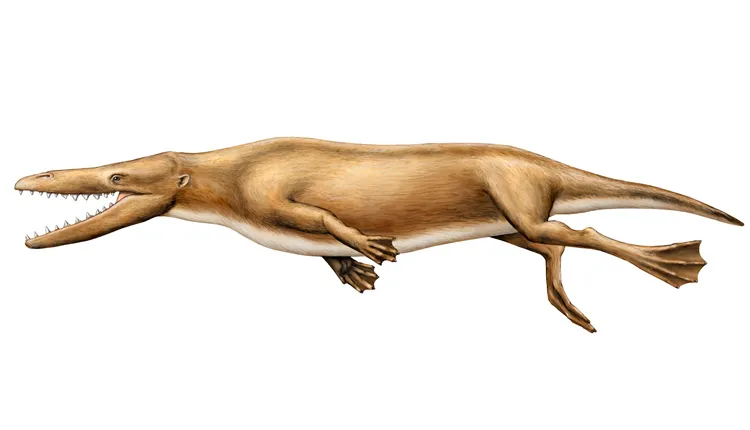 Illustration of a four-legged proto-whale with webbed feet.