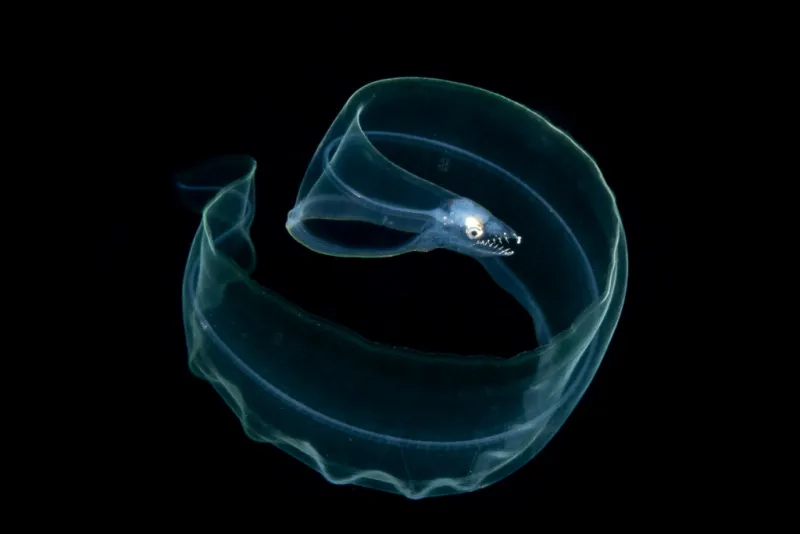 an eel larvae curled in blackwater