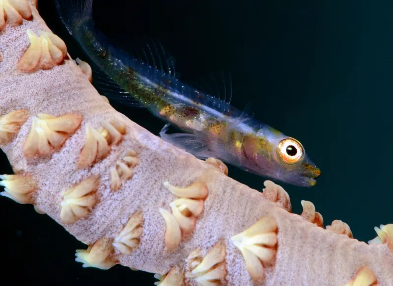 Whip coral gobies live on coral reefs throughout the Indo-Pacific, where they are found on a single species of coral: black wire coral.