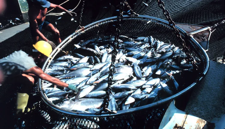 Tuna caught in the Indian Ocean show the huge scale of commercial fishing.