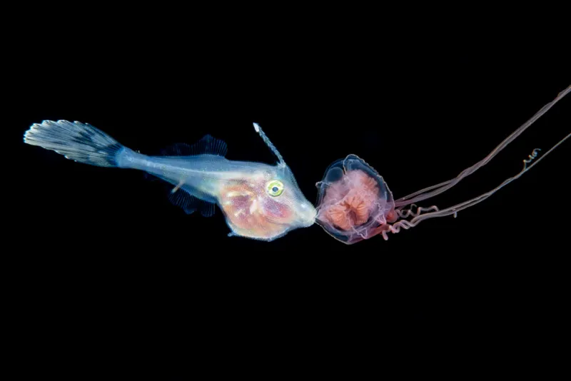 a larval fish hangs onto a jellyfish