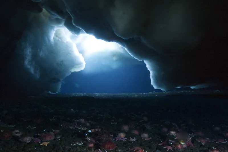 The dark sea floor of the Antarctic, beneath sea ice, is covered with life.