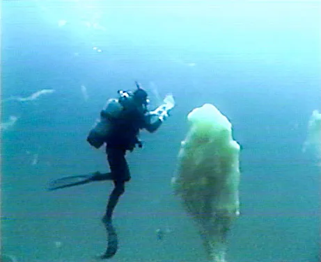 Giant mucus blobs growing in the Mediterranean because of warmer water.