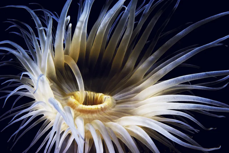 Despite the cold and dark environment, soft-bodied animals like anemones abound under the ice in the Antarctic.
