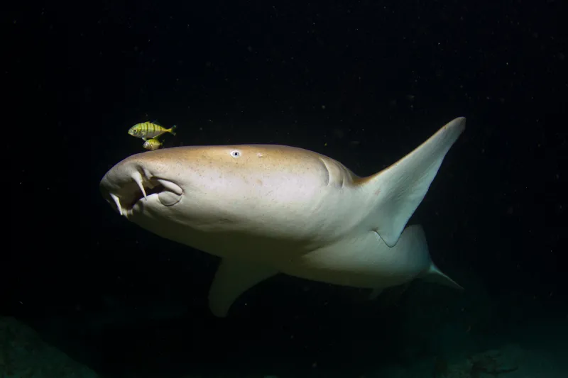 a nurse shark and fish in dark water