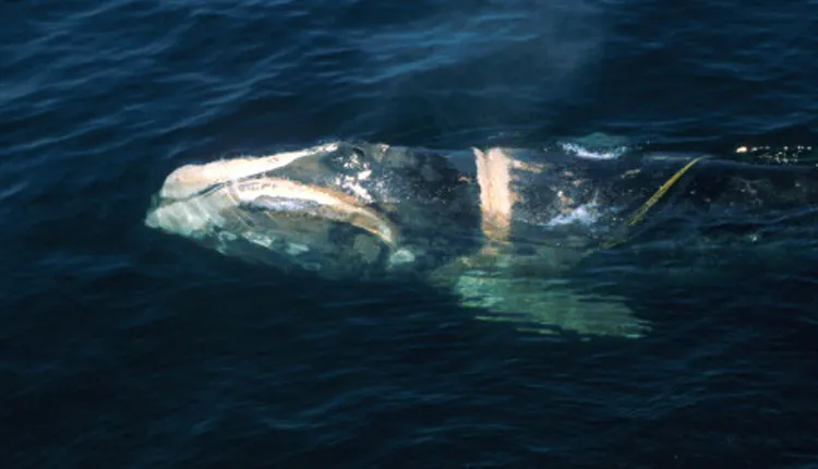 A North Atlantic right whale with a deep wound caused by entanglement in fishing gear floats at the surface in the Bay of Fundy.